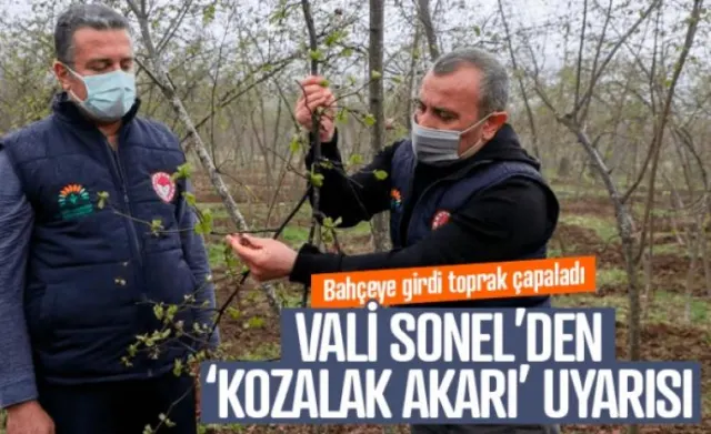 Vali Sonel'den 'kozalak akarı' uyarısı