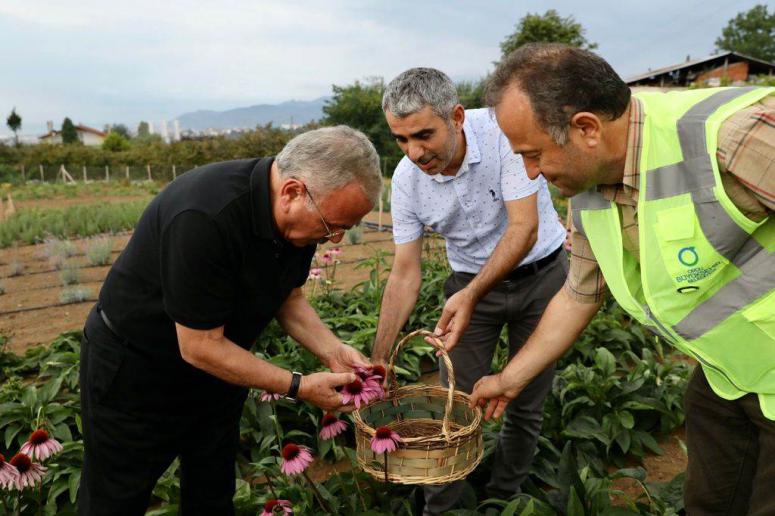 TIBBİ VE AROMATİK BİTKİLERİN HASADI YAPILDI